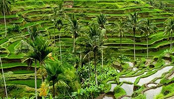 rice terrace tegelalang tour ubud bali