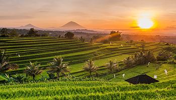 sun rice terrace ubud bali tour